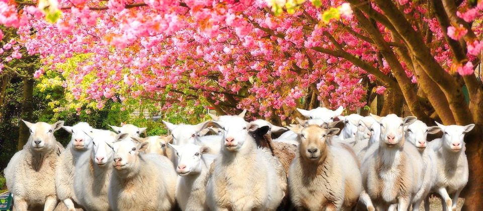 This image has an empty alt attribute; its file name is Central-Ky-Herding-Group.jpg