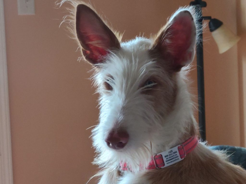 This image has an empty alt attribute; its file name is Razz-head-shot-1-1024x768.jpg